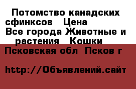 Потомство канадских сфинксов › Цена ­ 15 000 - Все города Животные и растения » Кошки   . Псковская обл.,Псков г.